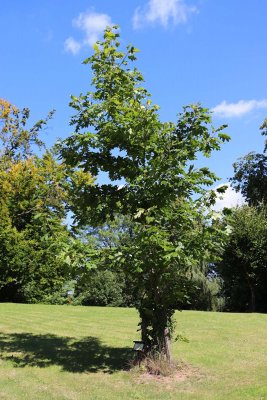 Quercus rubra 'Aurea' - dub červený - celek (51)